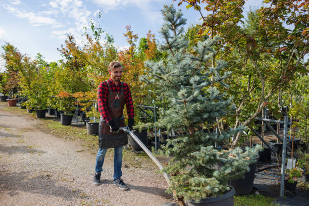 Duquesne, PA Tree Removal and Landscaping Services Company